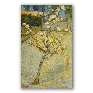 Small Pear Tree in Blossom